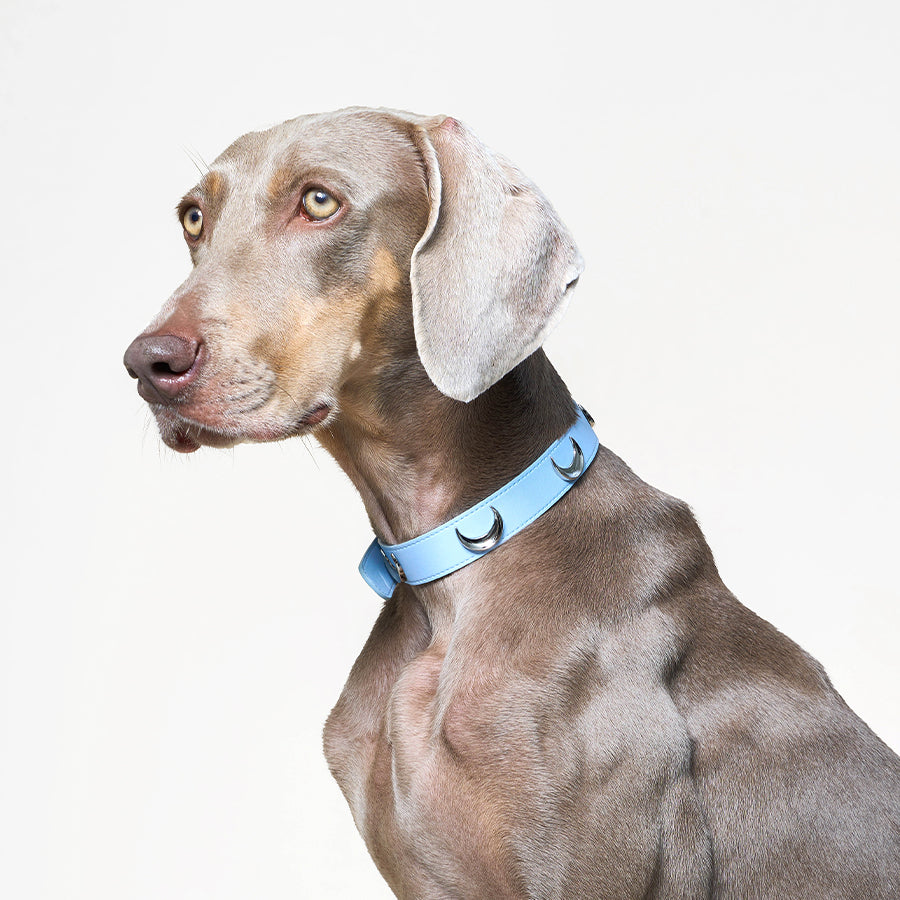 Lunar Charm Dog Collar